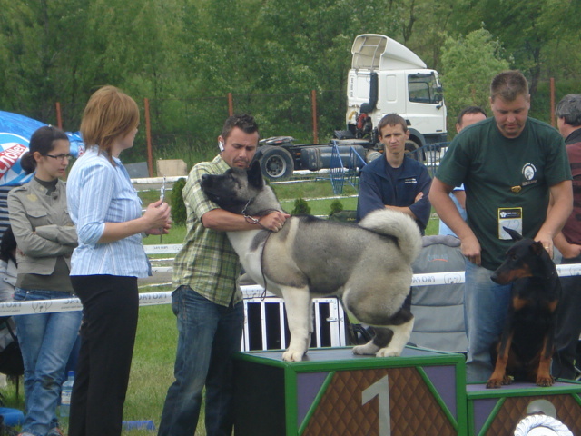 DSC04674 - expozitie de caini bistrita 2010