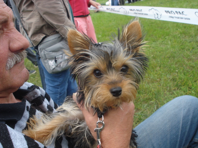 DSC04676 - expozitie de caini bistrita 2010