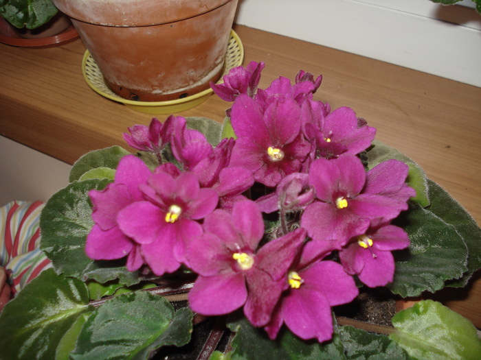 28.05.2010 - flori -violete diferite 2010