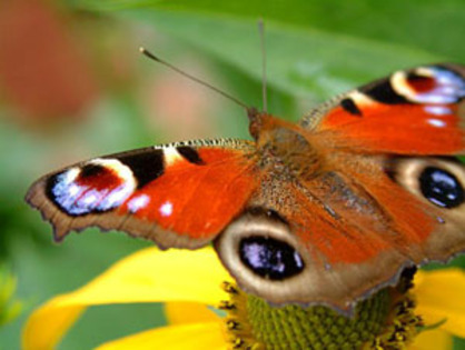 butterfly1 - fluturi