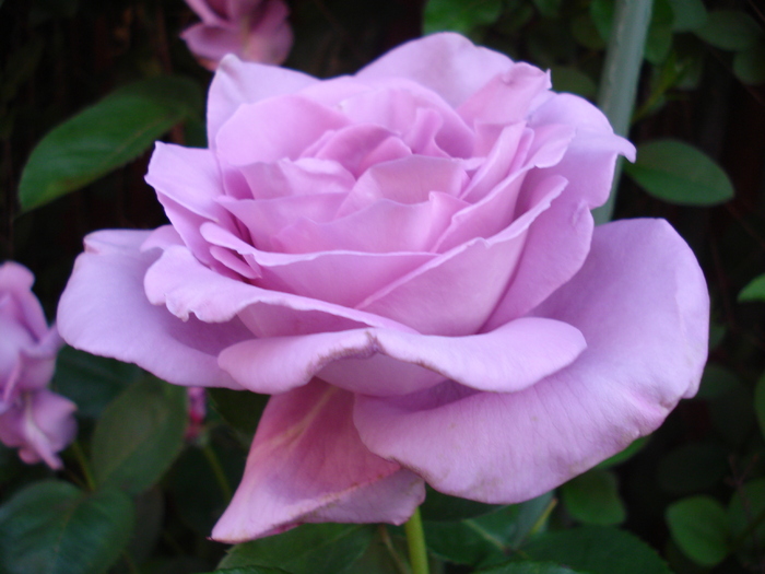 Rose Sissi (2010, May 28)