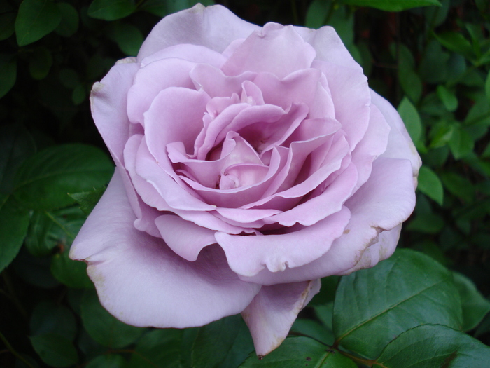 Rose Sissi (2010, May 29)