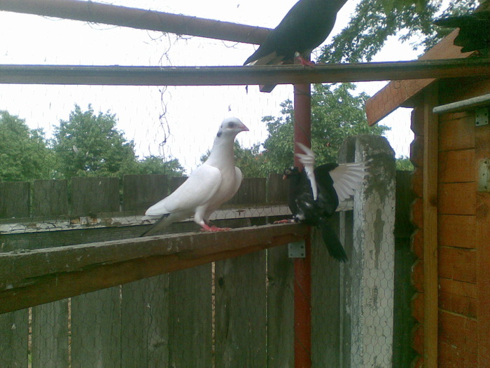 30052010(001); galatean alb cu coada albastra
