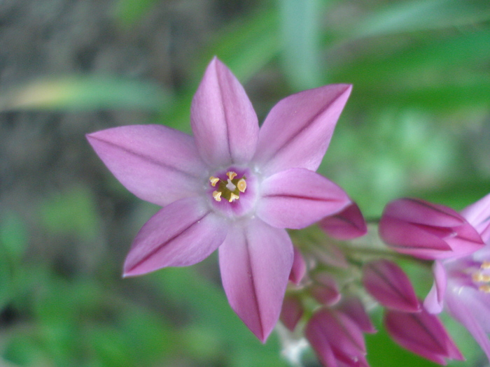 Allium ostrowskianum (2010, May28) - Allium oreophilum