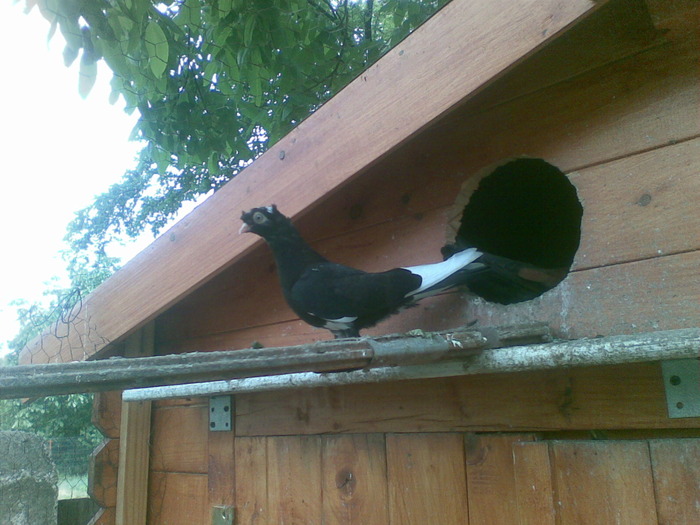 30052010(006); pui bimotat
