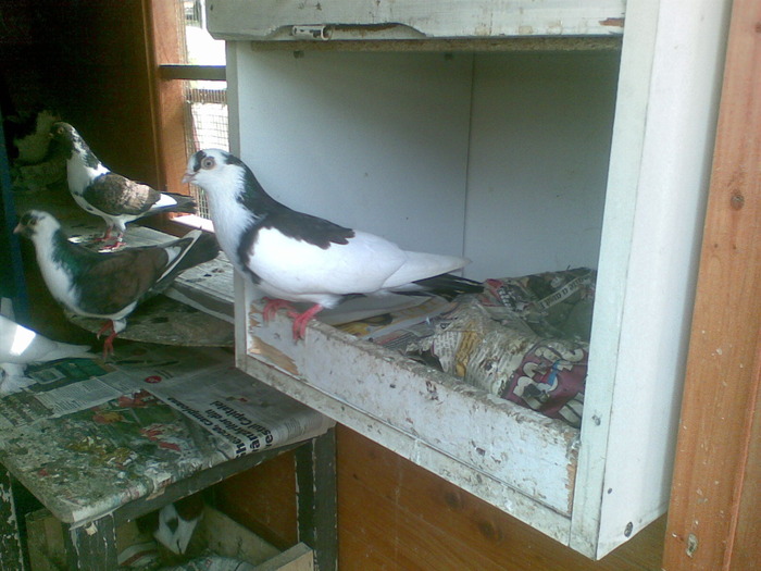 30052010(007); mascul galatean
