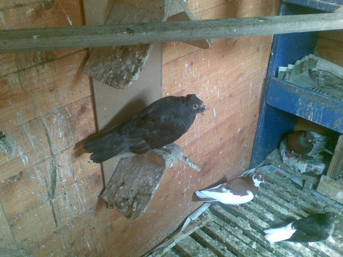 30052010(009); porumbita castanie incaltata
