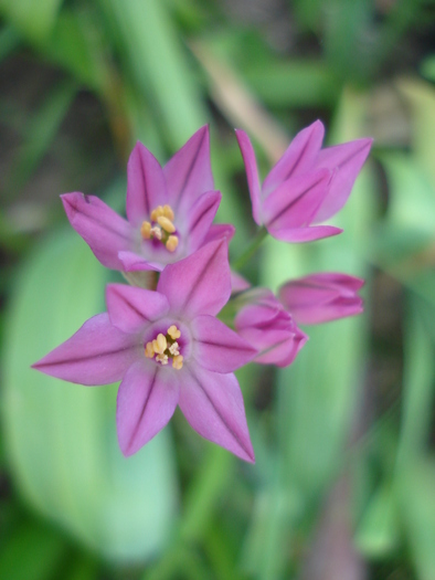 Allium oreophilum (2010, May29)