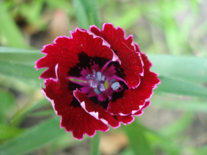 Dianthus chinensis (2010, May 28)