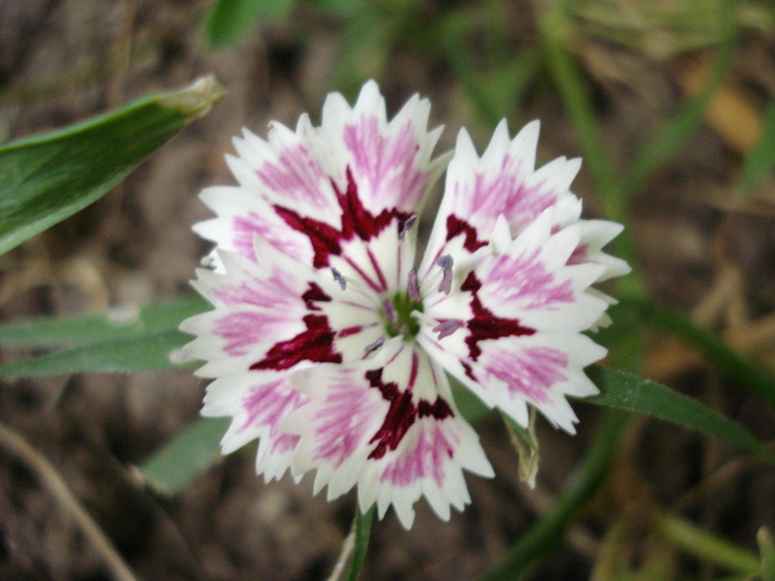 Dianthus chinensis (2010, May 29)