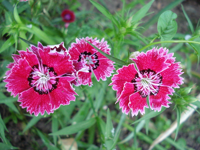 Dianthus chinensis (2010, May 29)