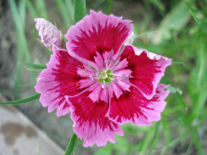 Dianthus chinensis (2010, May 29)