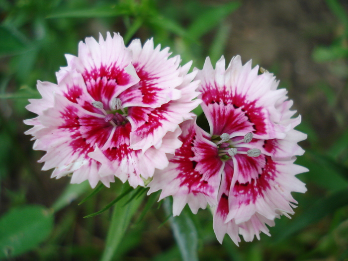 Dianthus chinensis (2010, May 30)