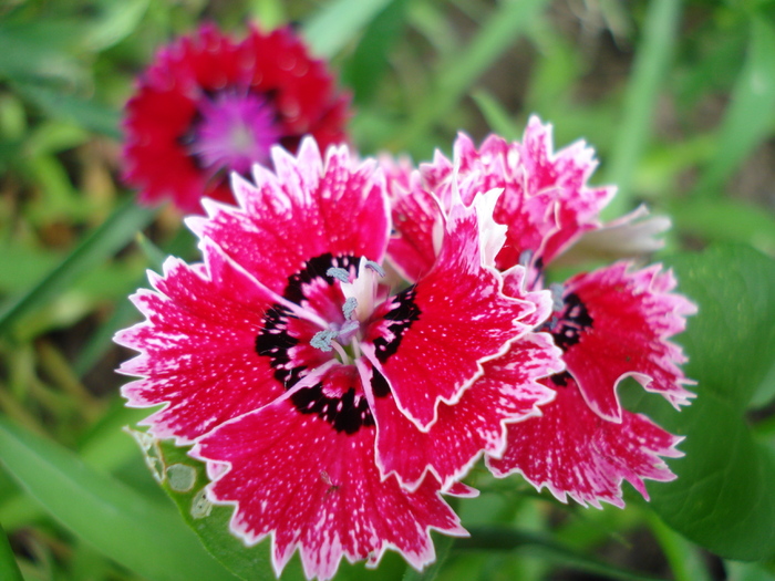 Dianthus chinensis (2010, May 30)