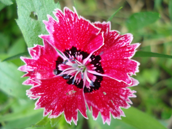 Dianthus chinensis (2010, May 30)