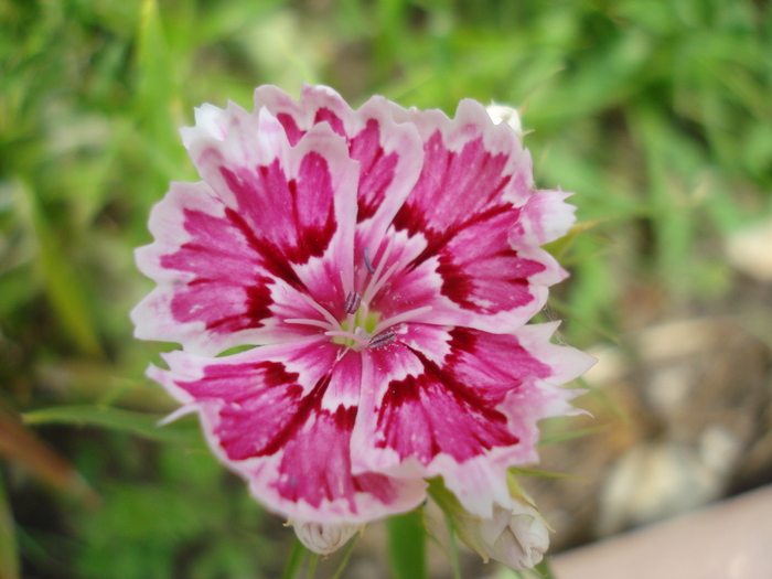 Dianthus chinensis (2010, May 30) - Dianthus Chinensis