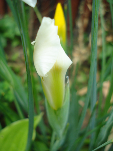 Iris Holland White (2010, May 31) - Iris Holland White