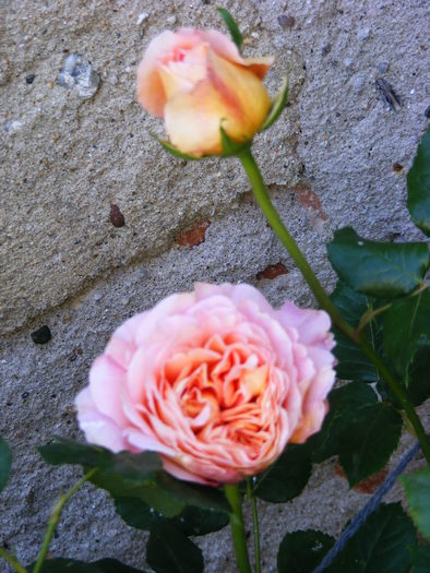 ABRAHAM_DARBY_29_MAI_2010 051