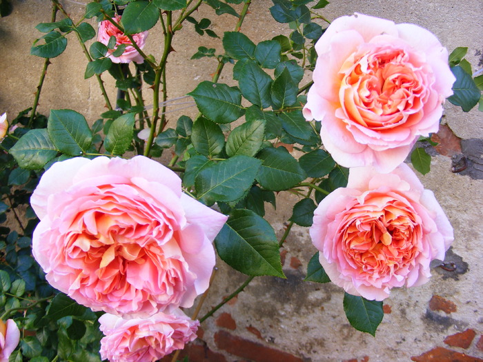 ABRAHAM_DARBY_29_MAI_2010 004