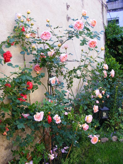 ABRAHAM_DARBy_29_MAI_2010 034 - TRANDAFIRI 2010