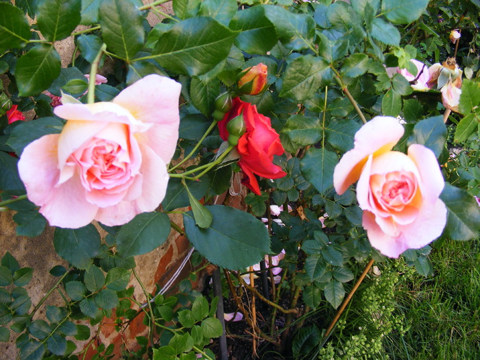 ABRAHAM_DARBY_29_MAI_2010 035