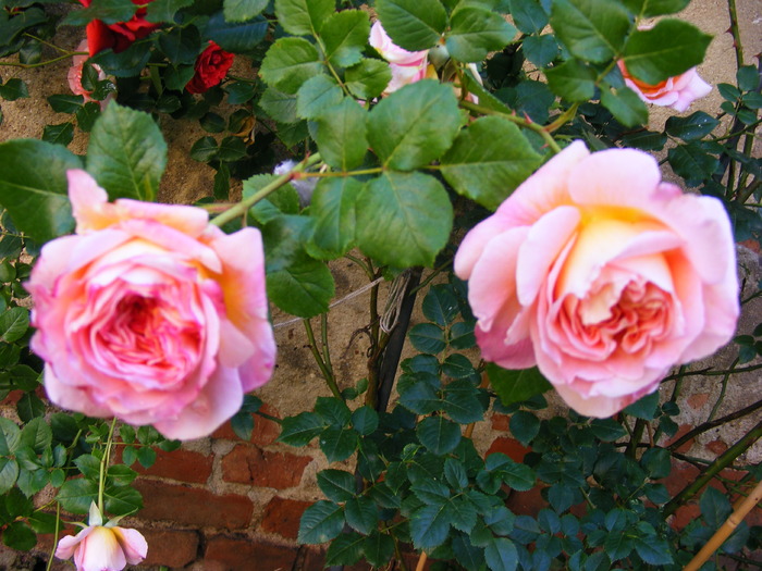 ABRAHAM_DARBY_29_MAI_2010 036