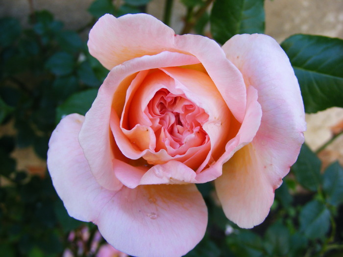 ABRAHAM_DARBY_29_MAI_2010 039