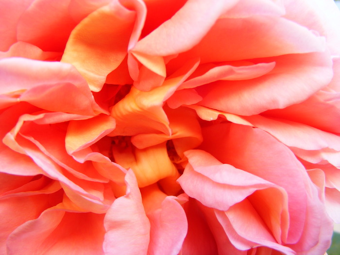 ABRAHAM_DARBY_29_MAI_2010 041