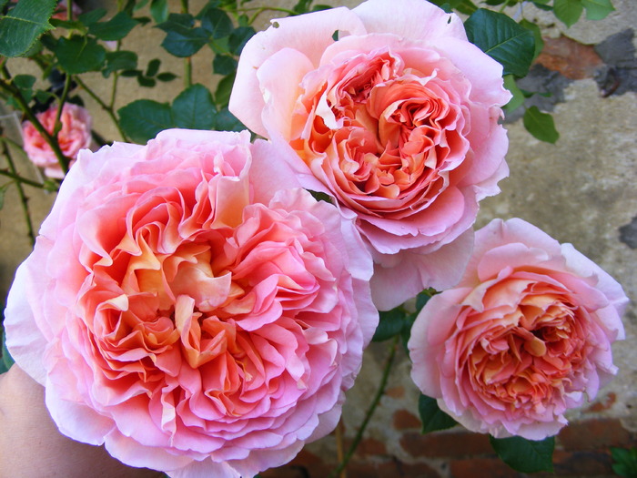 ABRAHAM_DARBY_29_MAI_2010 045