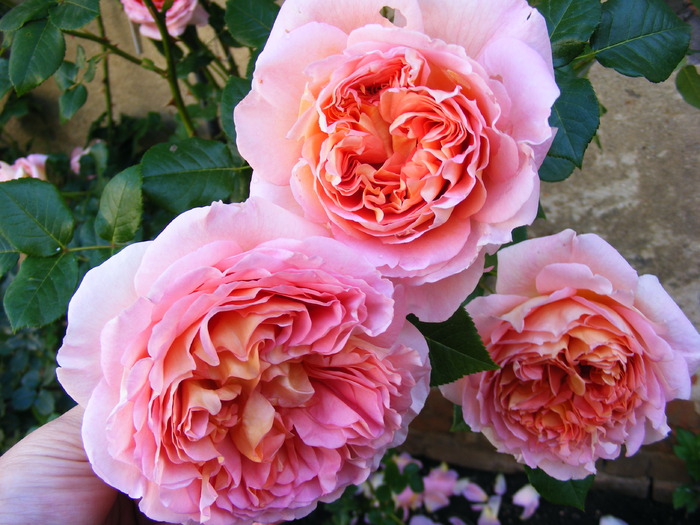 ABRAHAM_DARBY_29_MAI_2010 046