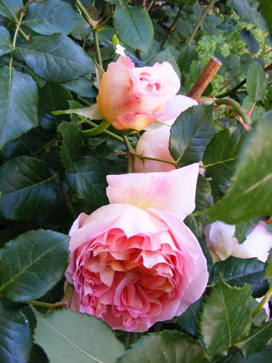 ABRAHAM_DARBY_29_MAI_2010 049