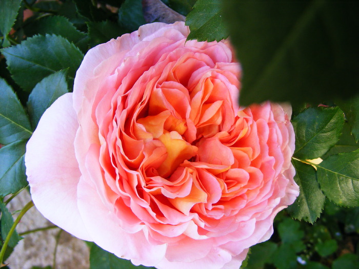 ABRAHAM_DARBY_29_MAI_2010 050