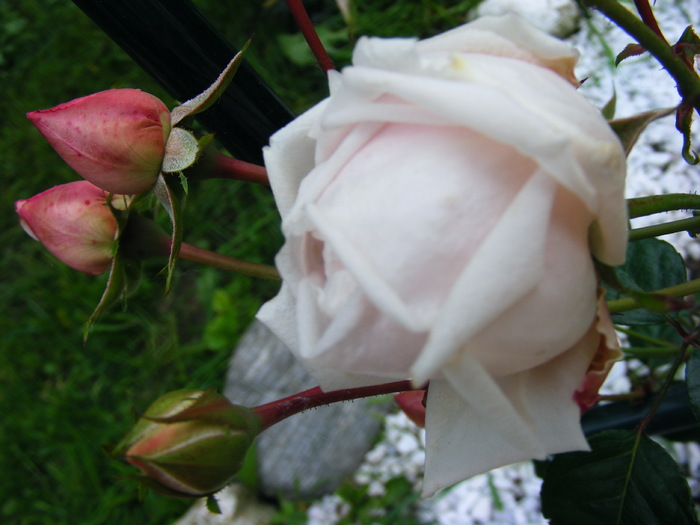 NEW_dawn_29_MAI_2010 061