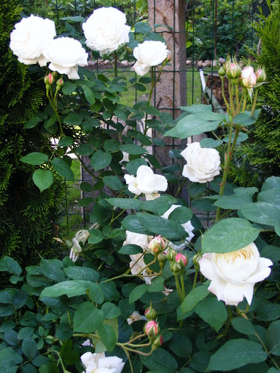 WINCHESTER_CATHEDRAL