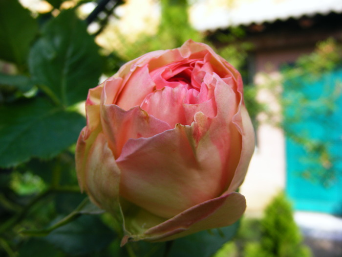 EDEN_ROSE_29_MAI_2010 019