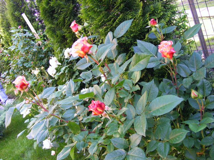 AUGUSTA_LOUISE_29_MAI_2010 007