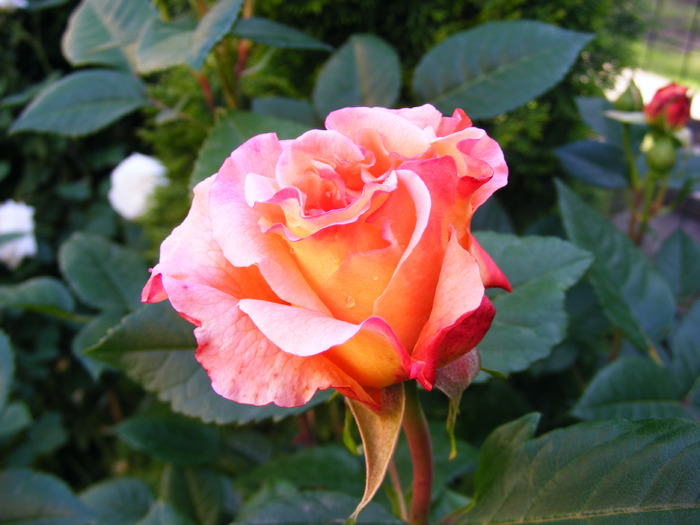 AUGUSTA_LOUISE_29_MAI_2010 008