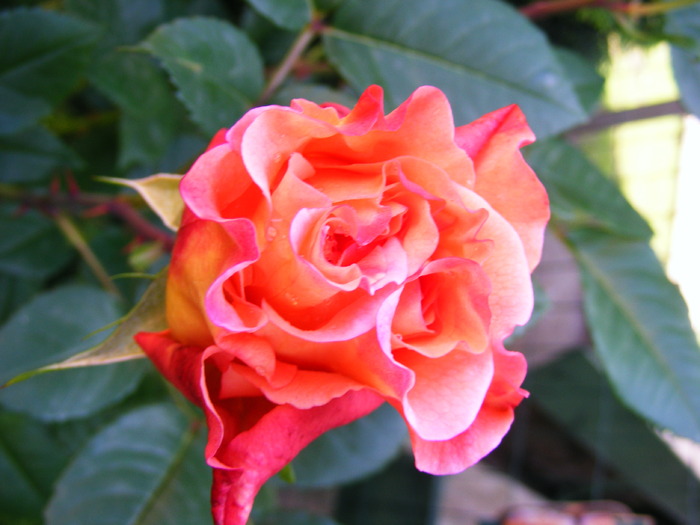 AUGUSTA_LOUISE_29_MAI_2010 009