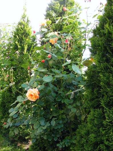 TRANDAFIR_PORTOCALIU