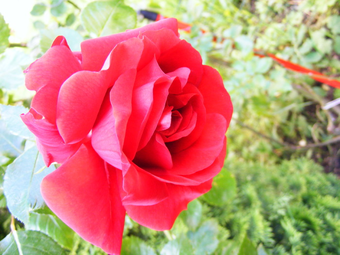 TRANDAFIR_ROSU_29_MAI_2010 021