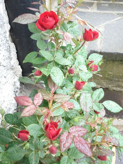 Trandafiri cataratori