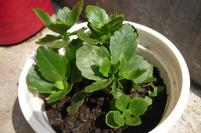 kalanchoe galben (Dna Muntean) in 30 mai 2010