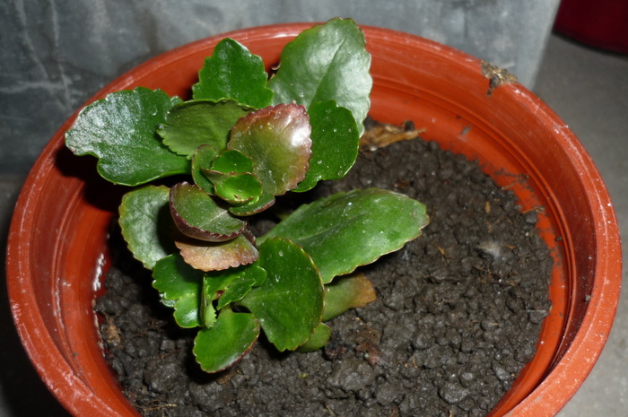 kalanchoe roz de la Dna Muntean in 29 mai 2010 - Kalanchoe