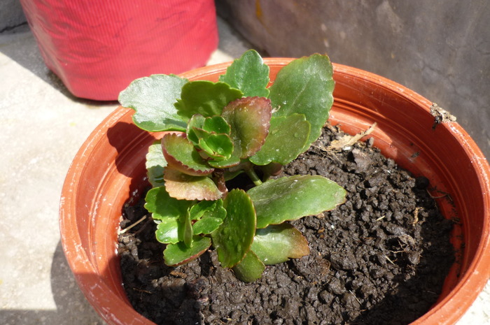 kalanchoe roz de la Dna Muntean in 30 mai 2010 - Kalanchoe