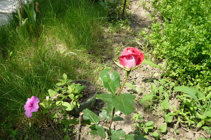 GAUMO in 28 mai 2010 - TRANDAFIRII adoratii mei