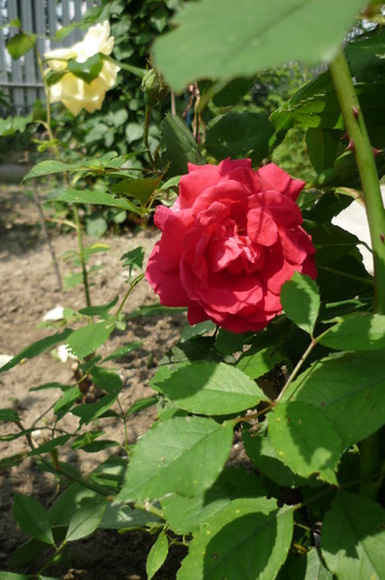 trandafir urcator rosu ciclam - TRANDAFIRII adoratii mei