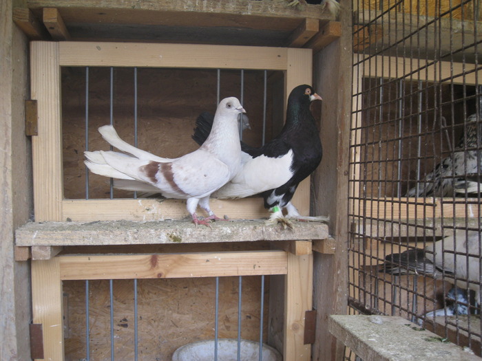 IMG_5044 - Covaci Marian