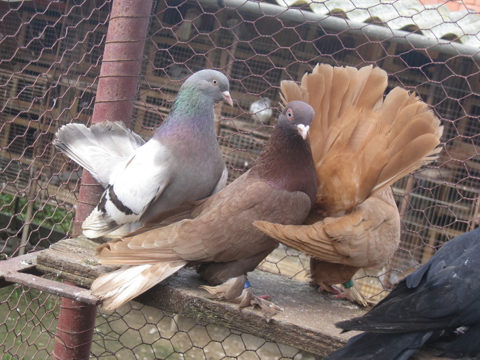 IMG_5080 - Covaci Marian