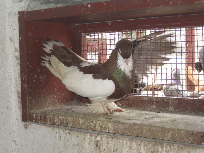 IMG_5081 - Covaci Marian