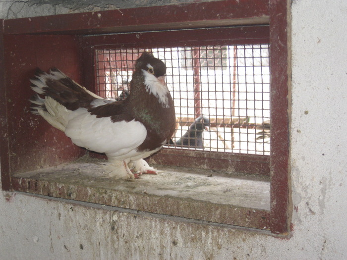 IMG_5082 - Covaci Marian